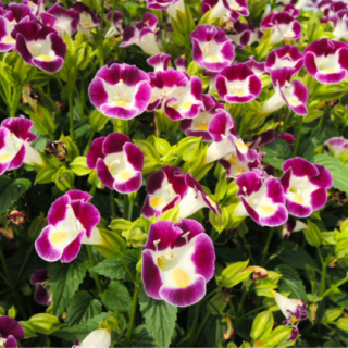 Torenia-Summery Love (Burgundy) From Known You Seed (India)